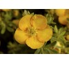 Лапчатка кустарниковая Танжерин (Tangerine) с2